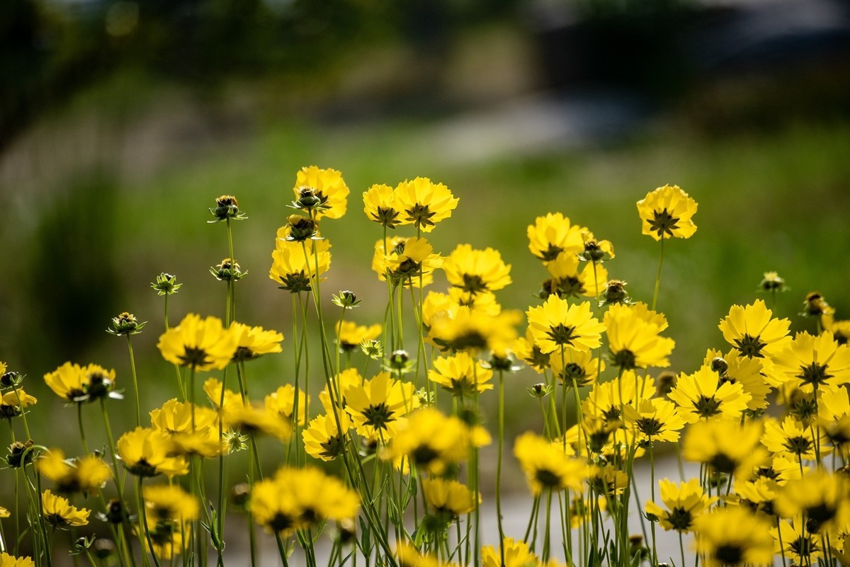 剑叶金鸡菊（五）