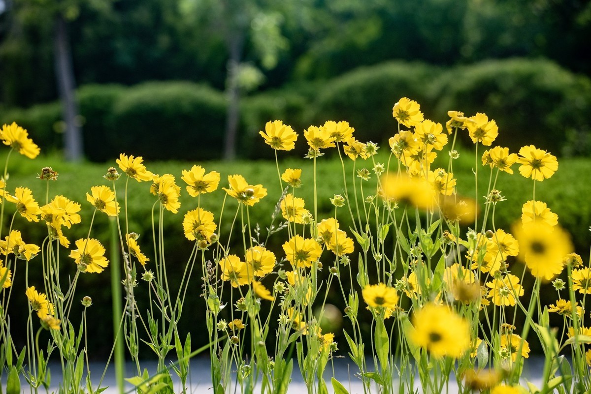 剑叶金鸡菊（五）