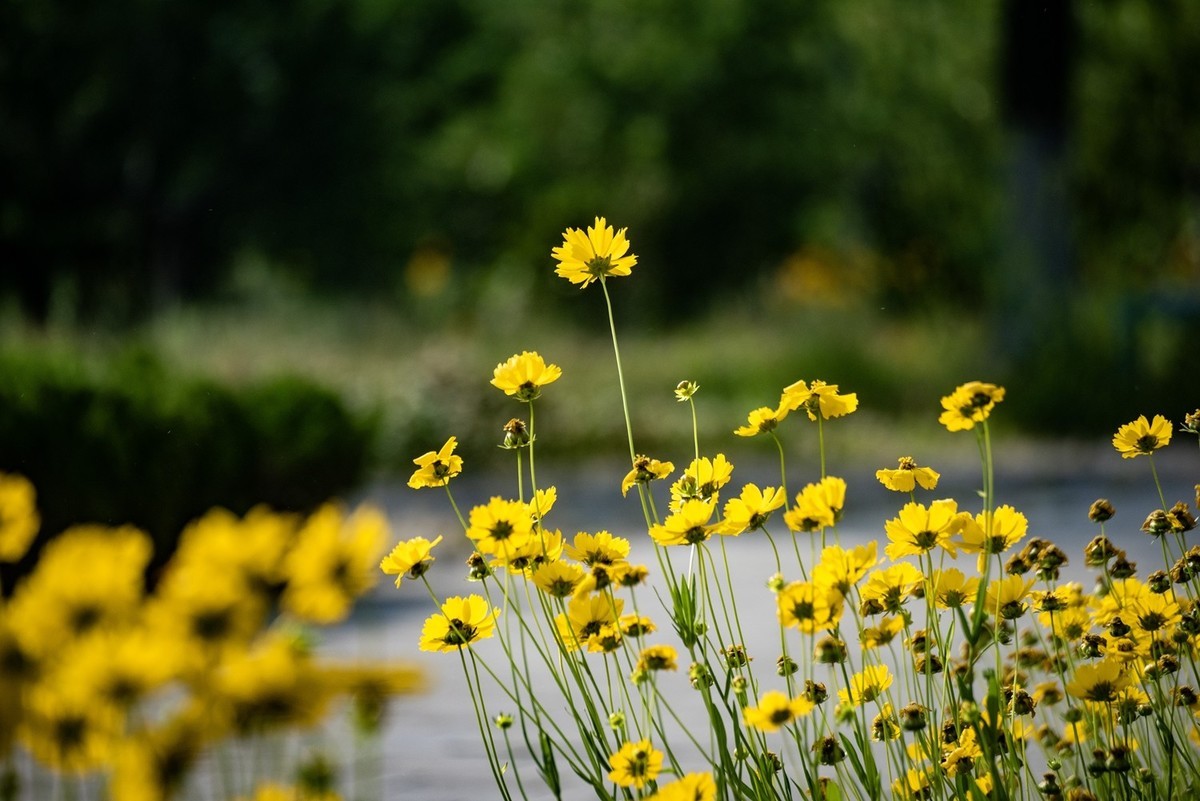 剑叶金鸡菊（五）