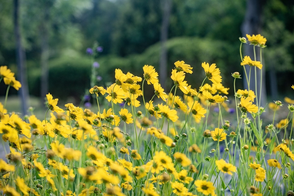 剑叶金鸡菊（五）
