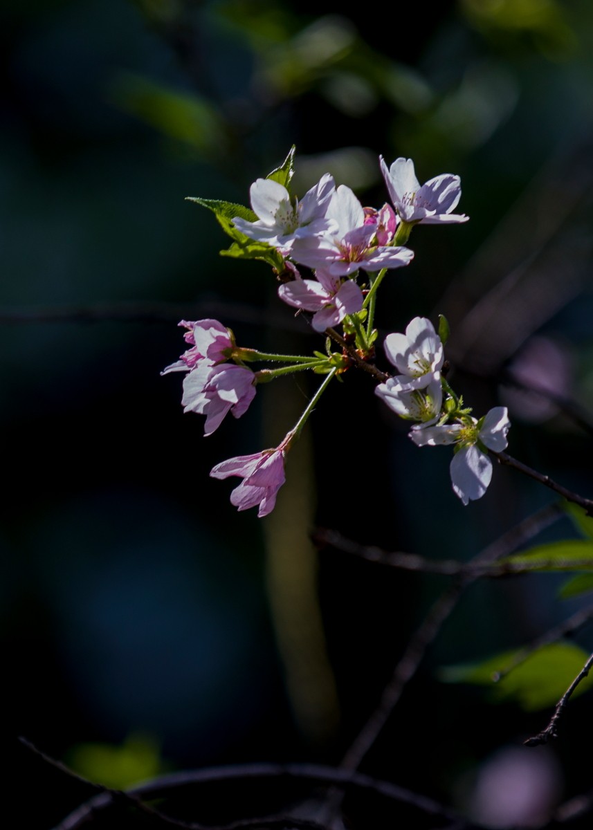 外出随拍（续399）.