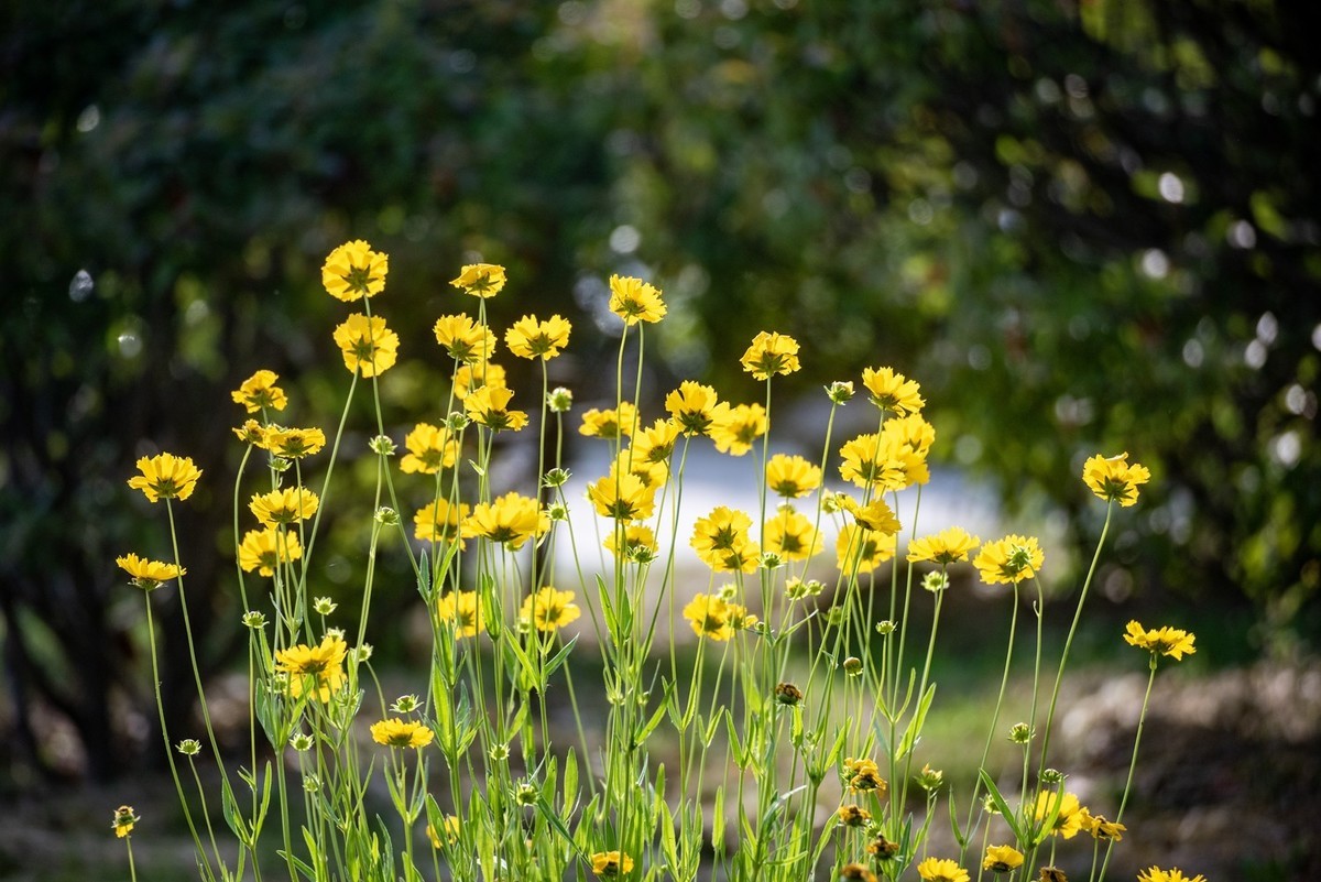 剑叶金鸡菊（五）