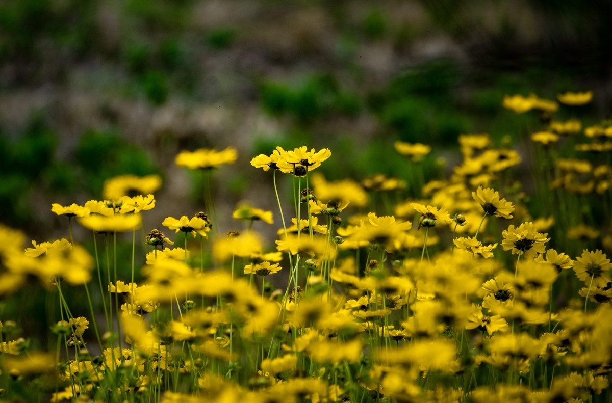 剑叶金鸡菊（五）