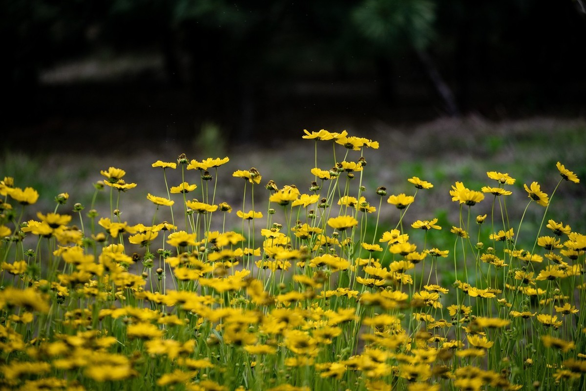 剑叶金鸡菊（五）