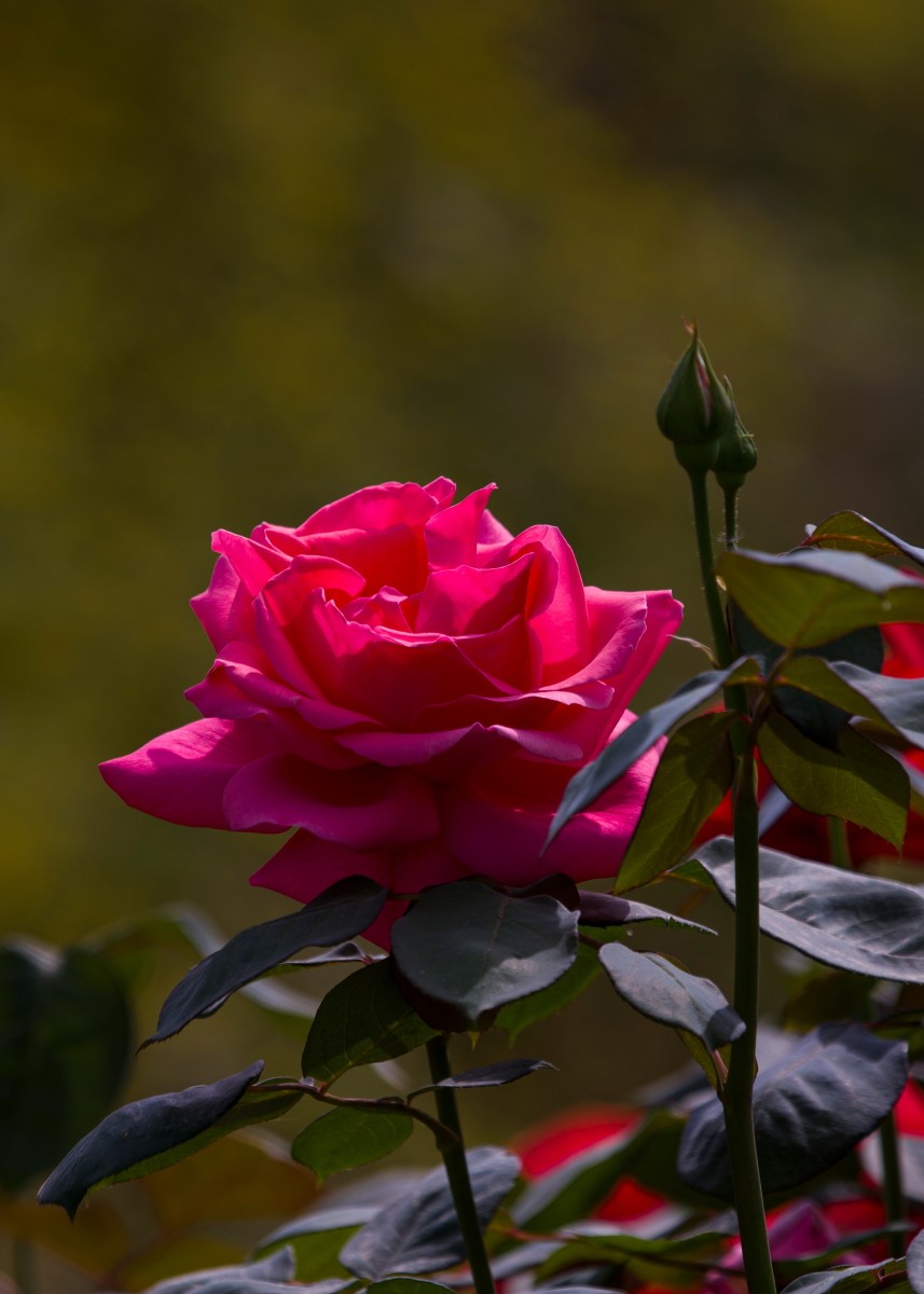 外出随拍（续399）.