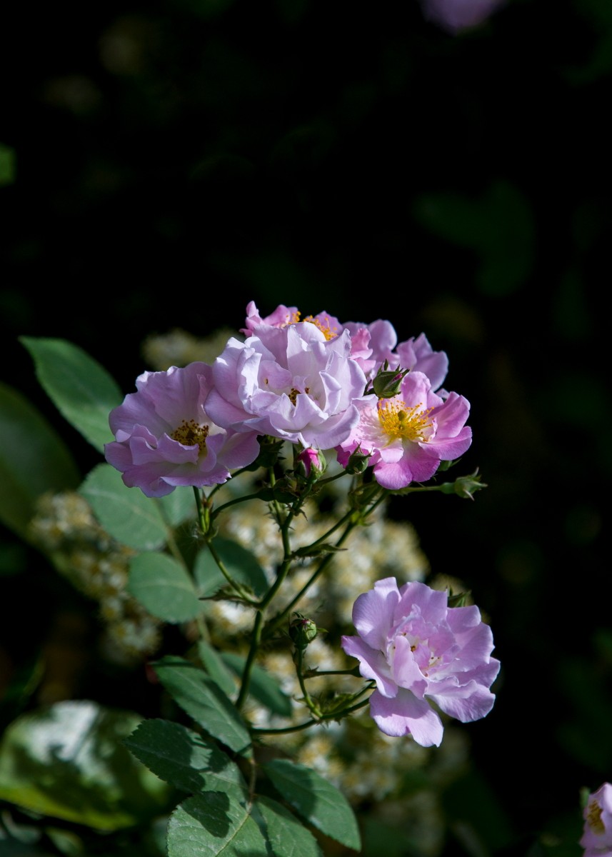 外出随拍（续399）.