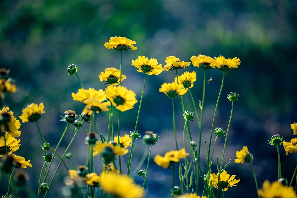 剑叶金鸡菊（六）