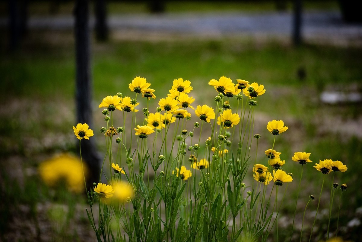 剑叶金鸡菊（六）