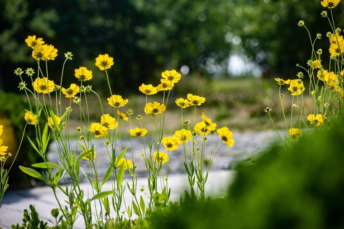 剑叶金鸡菊（六）