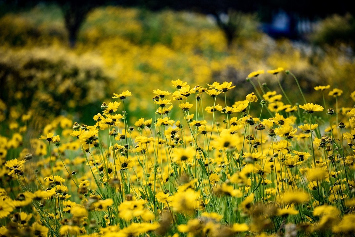 剑叶金鸡菊（六）