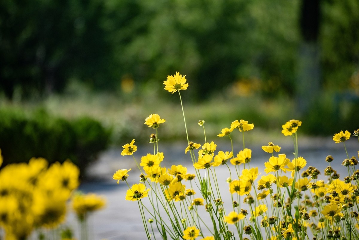 剑叶金鸡菊（六）
