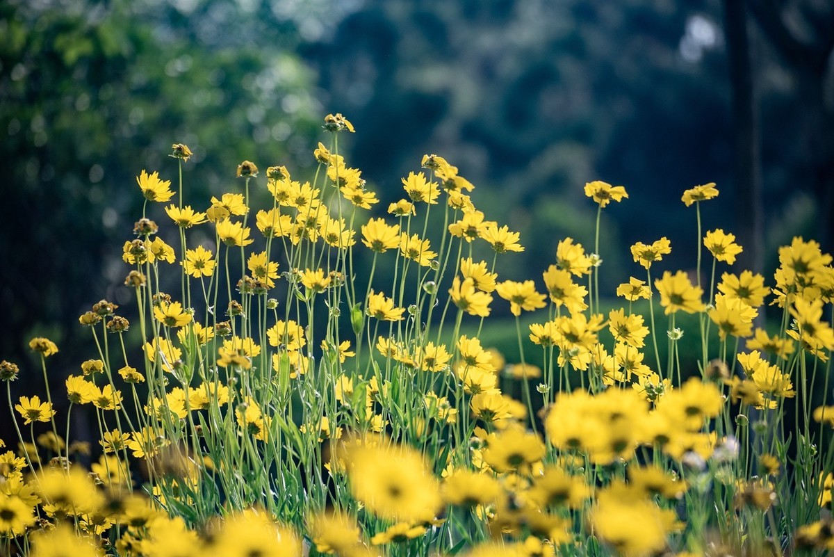 剑叶金鸡菊（六）