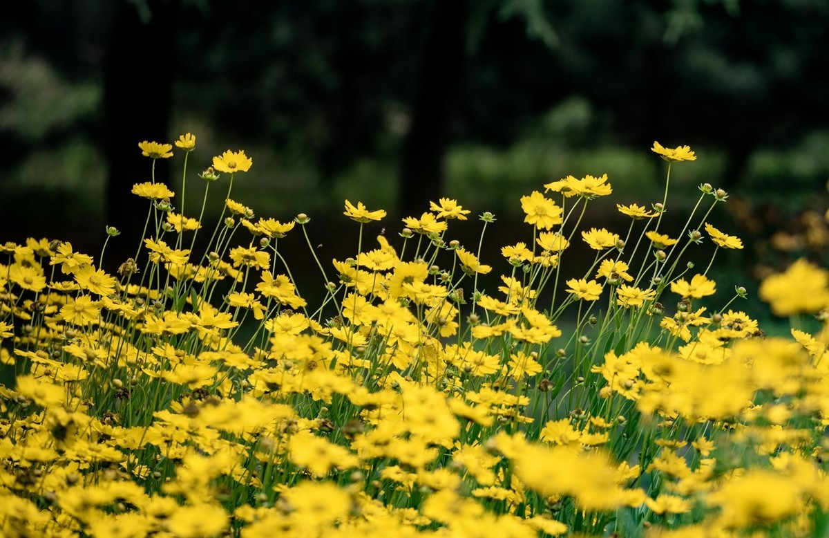 剑叶金鸡菊（六）