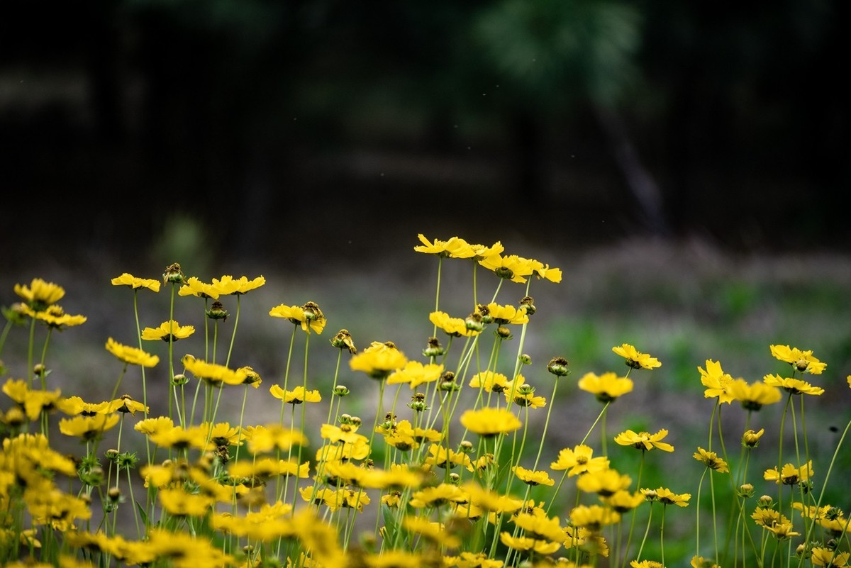 剑叶金鸡菊（六）