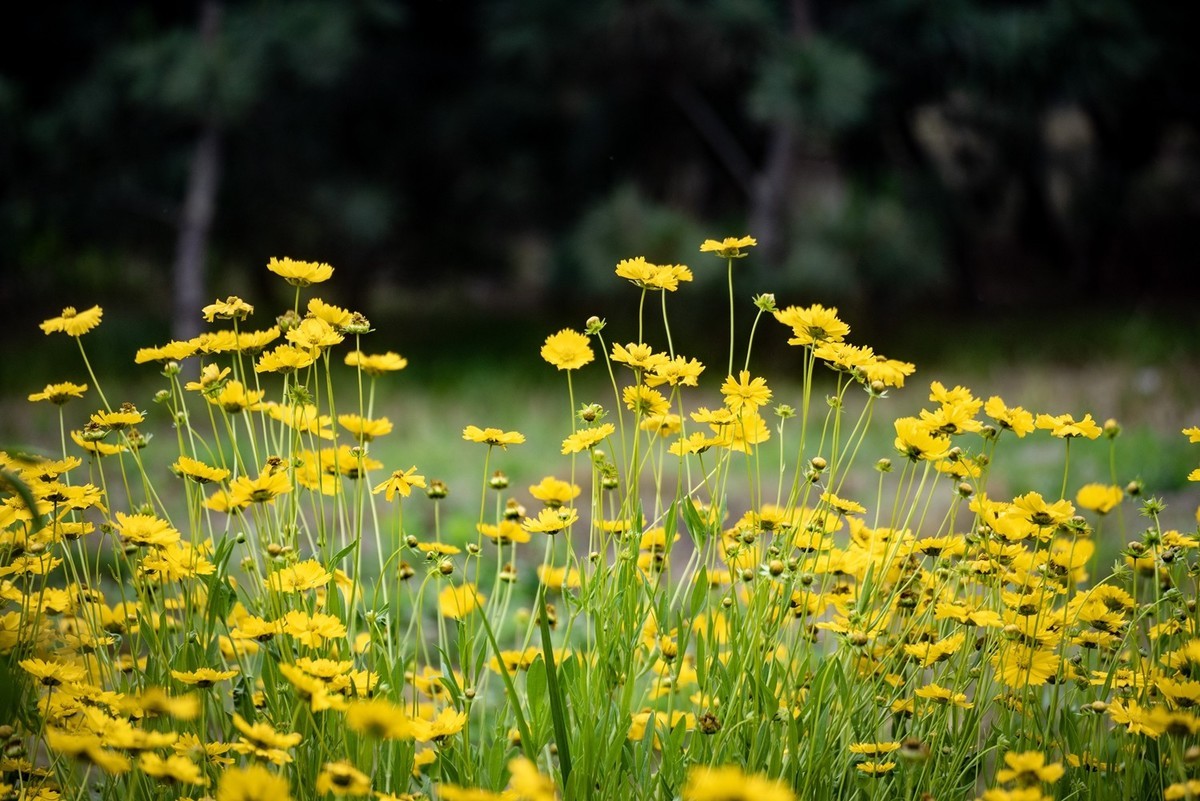 剑叶金鸡菊（六）
