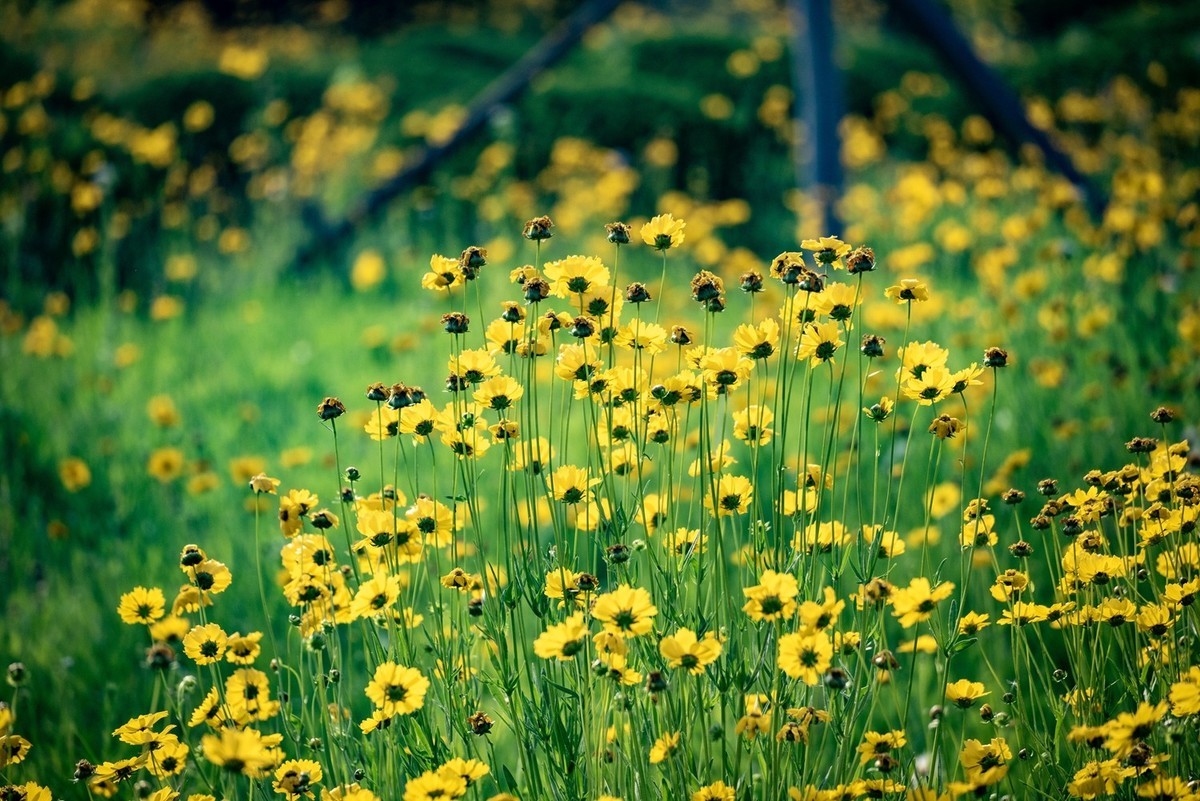 剑叶金鸡菊（七）
