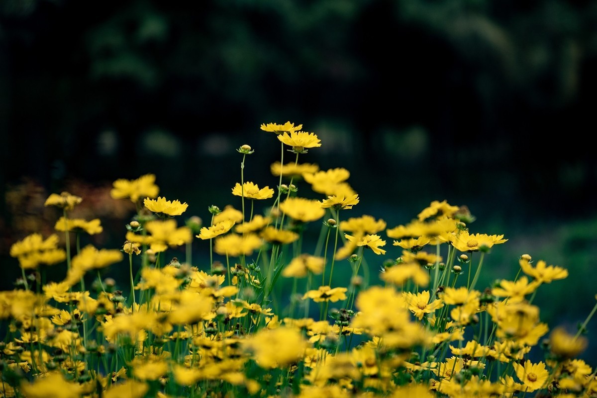剑叶金鸡菊（七）