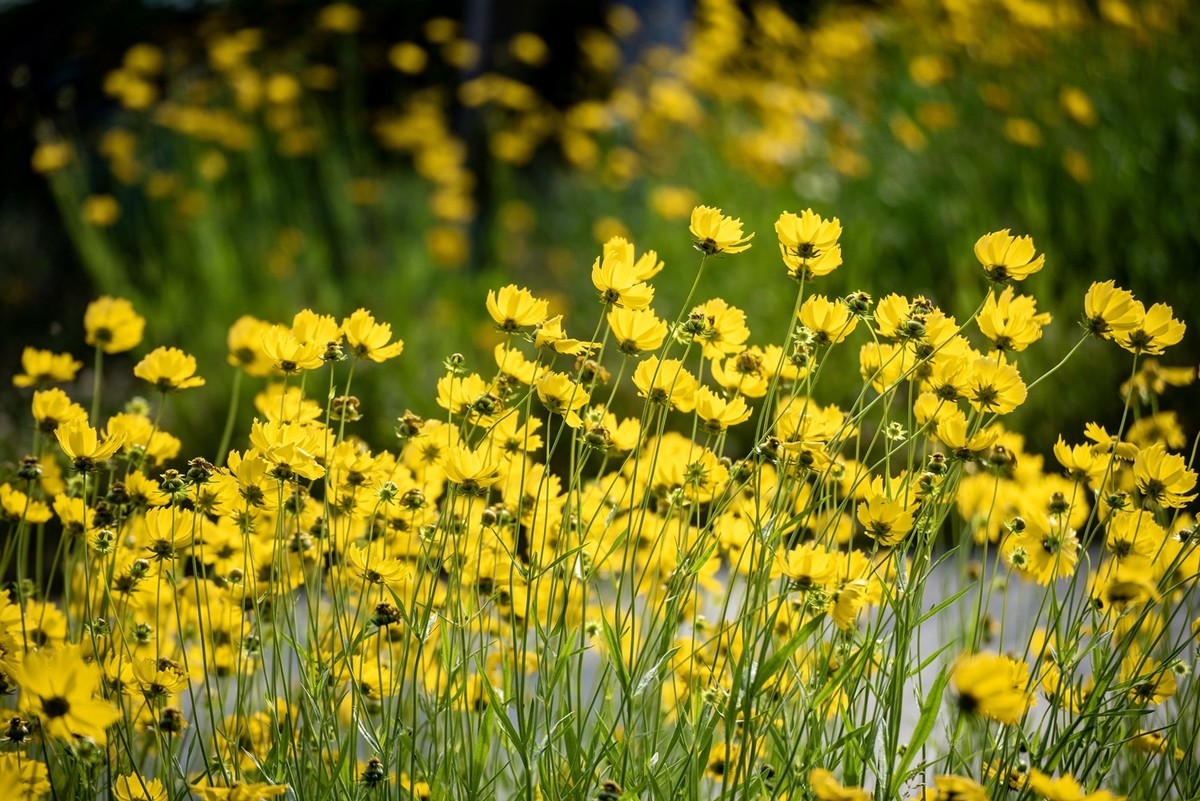 剑叶金鸡菊（七）