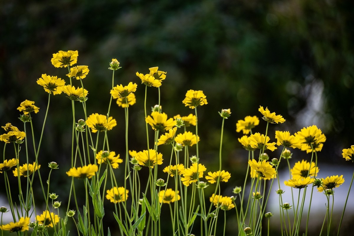 剑叶金鸡菊（七）