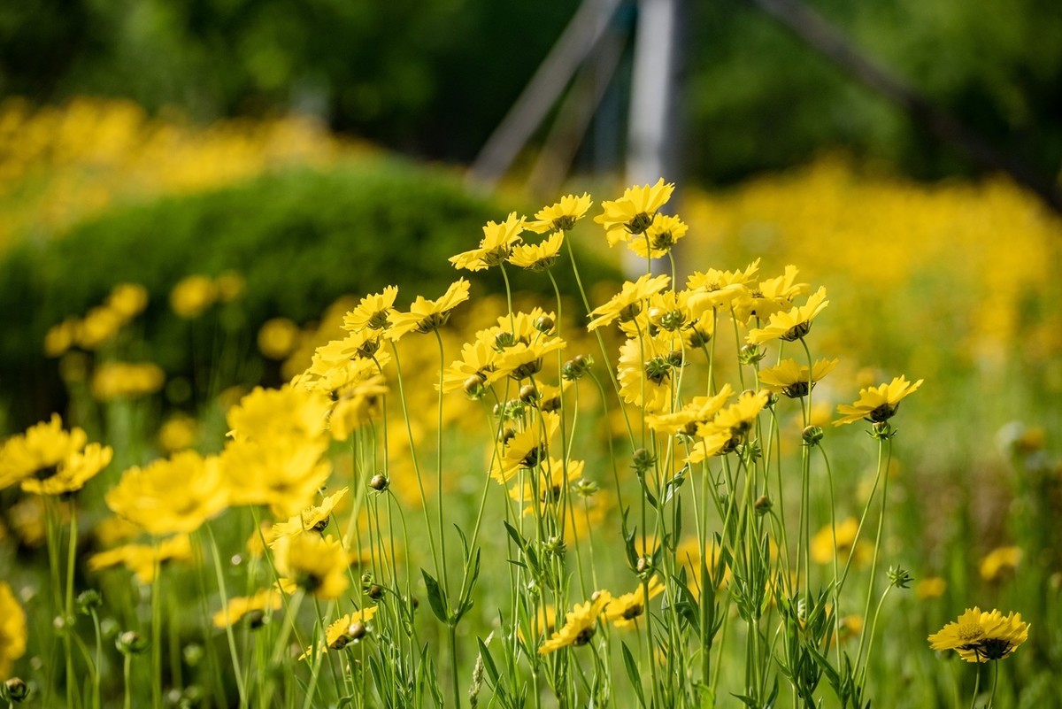 剑叶金鸡菊（七）