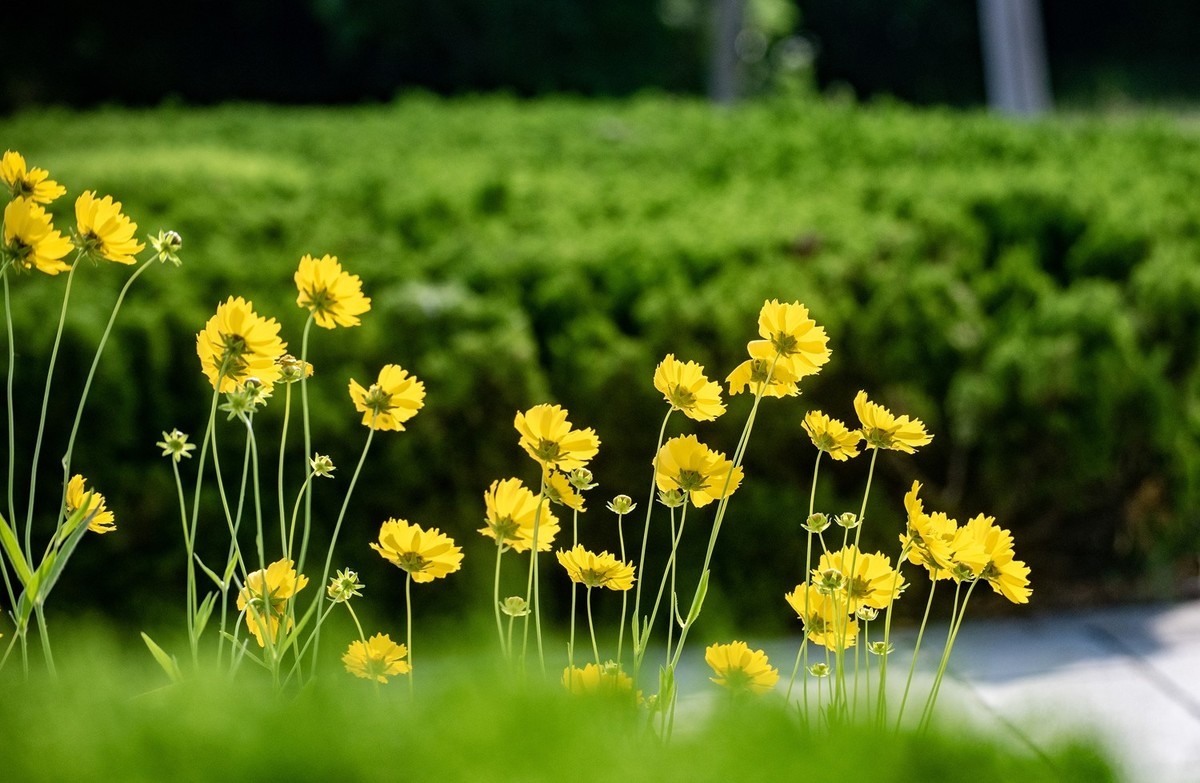 剑叶金鸡菊（七）