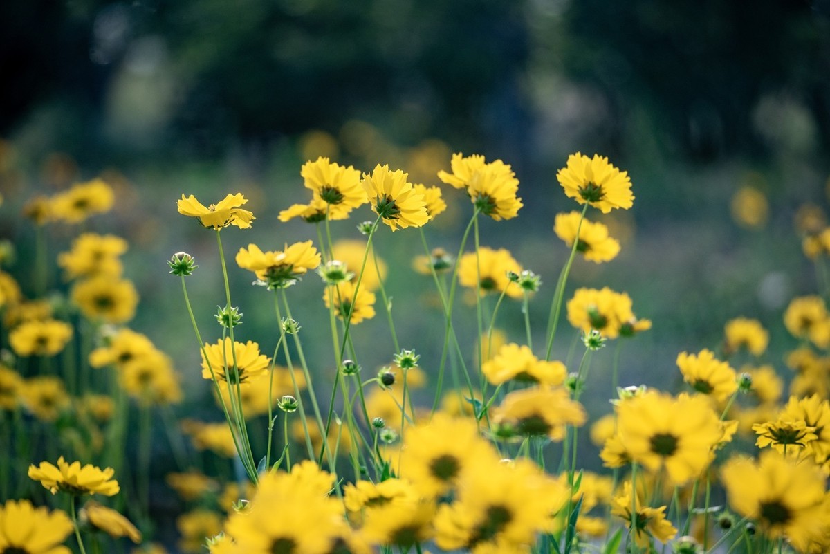 剑叶金鸡菊（七）