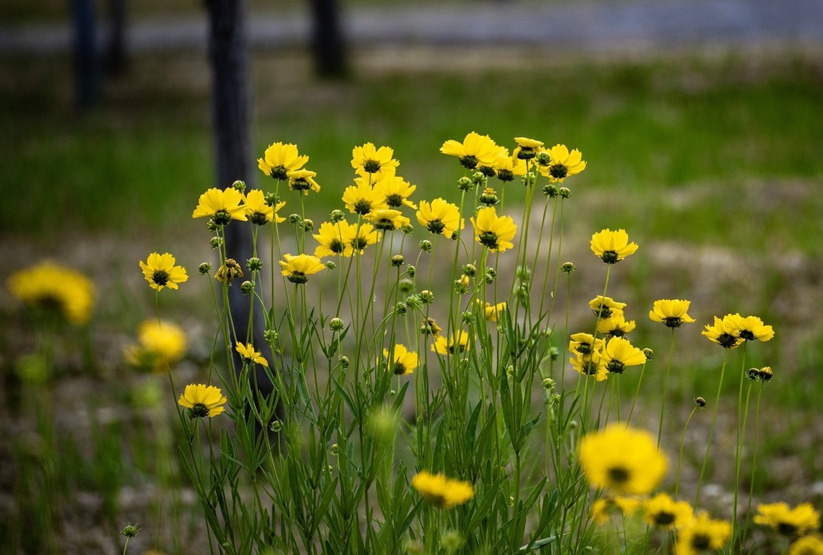 剑叶金鸡菊（七）