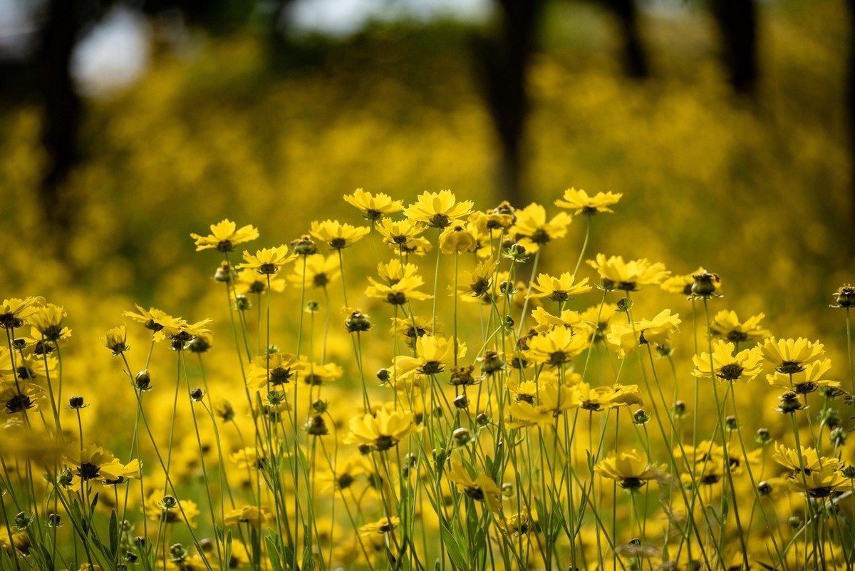 剑叶金鸡菊（七）