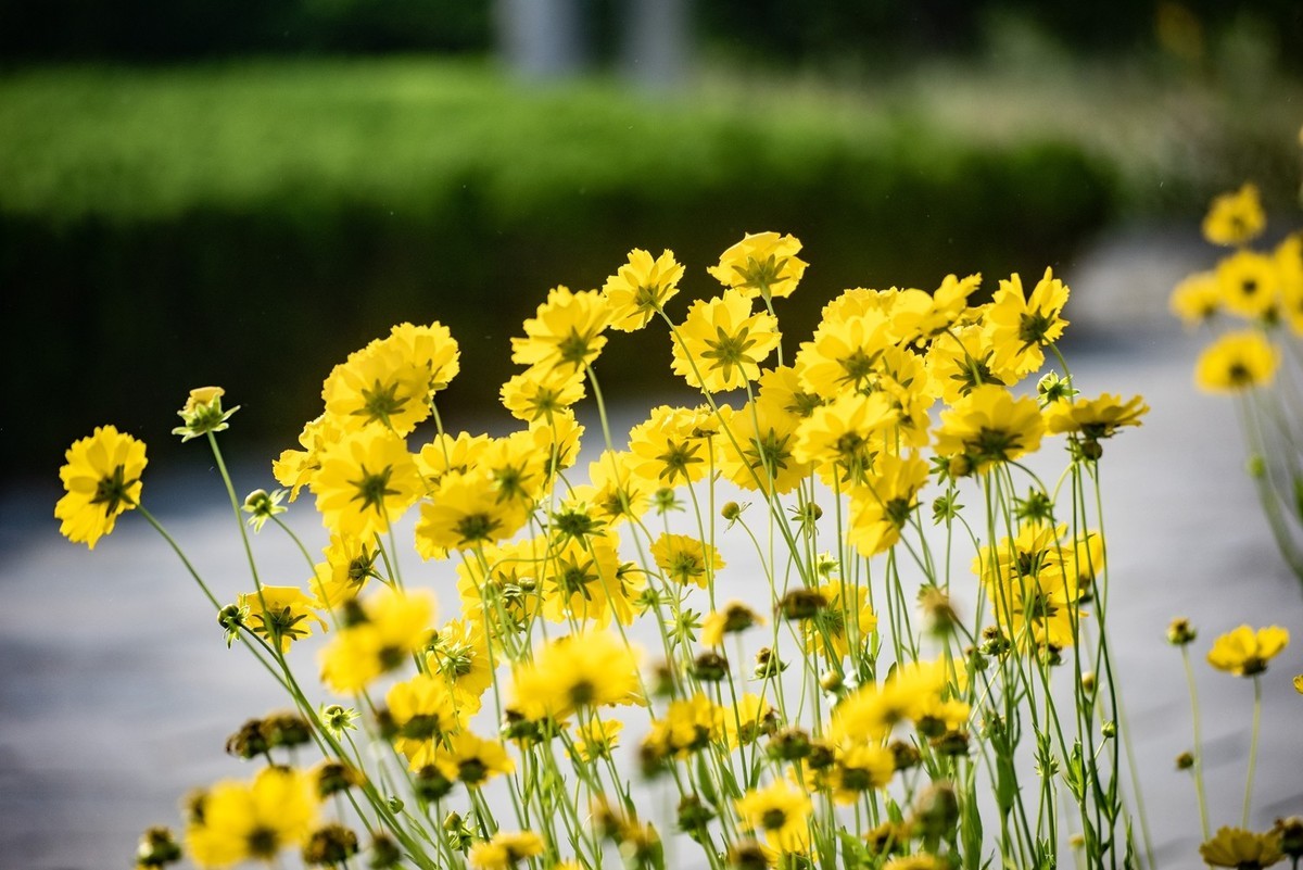 剑叶金鸡菊（七）