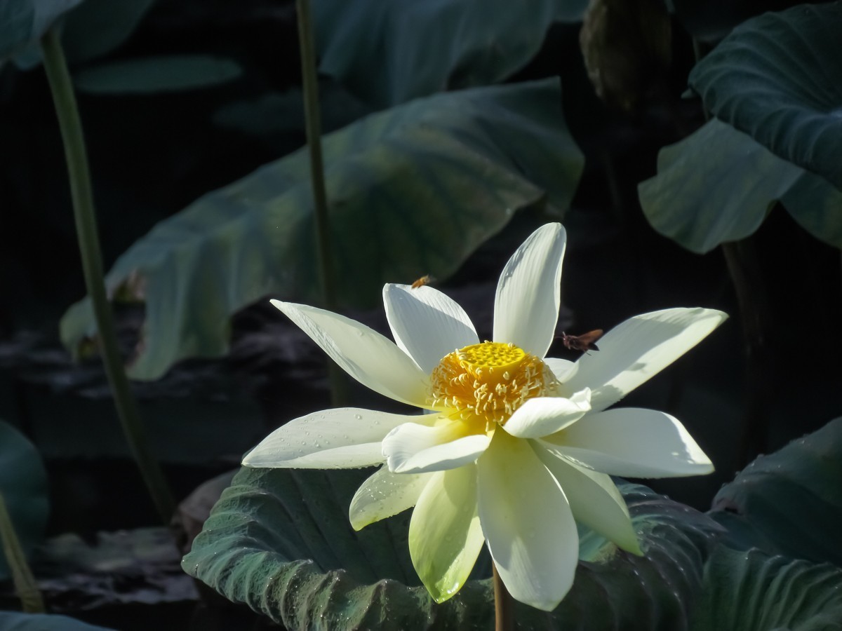 荷花