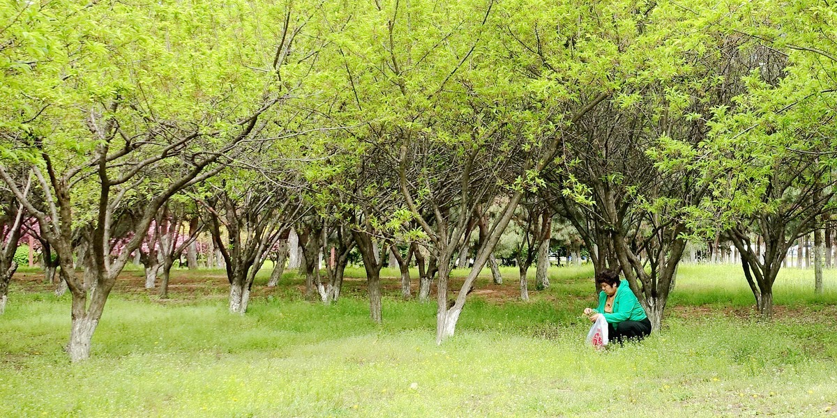 挖野菜