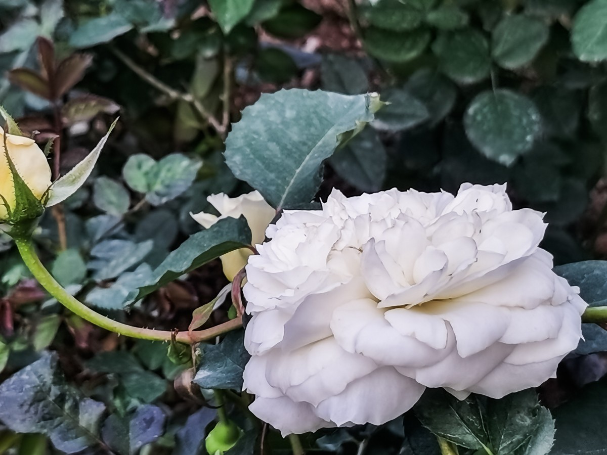 月季花