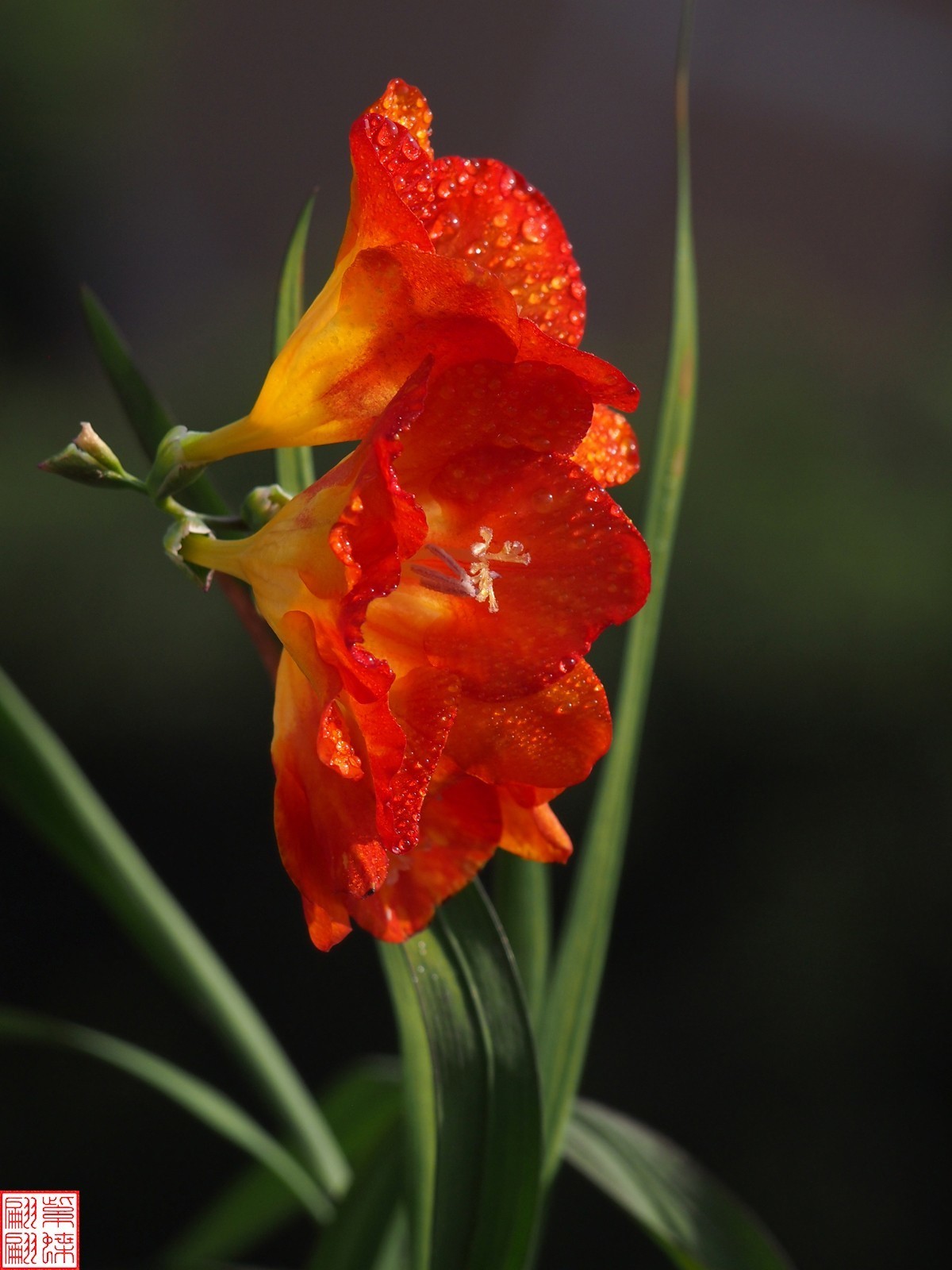 拍下香雪兰开花的时节22