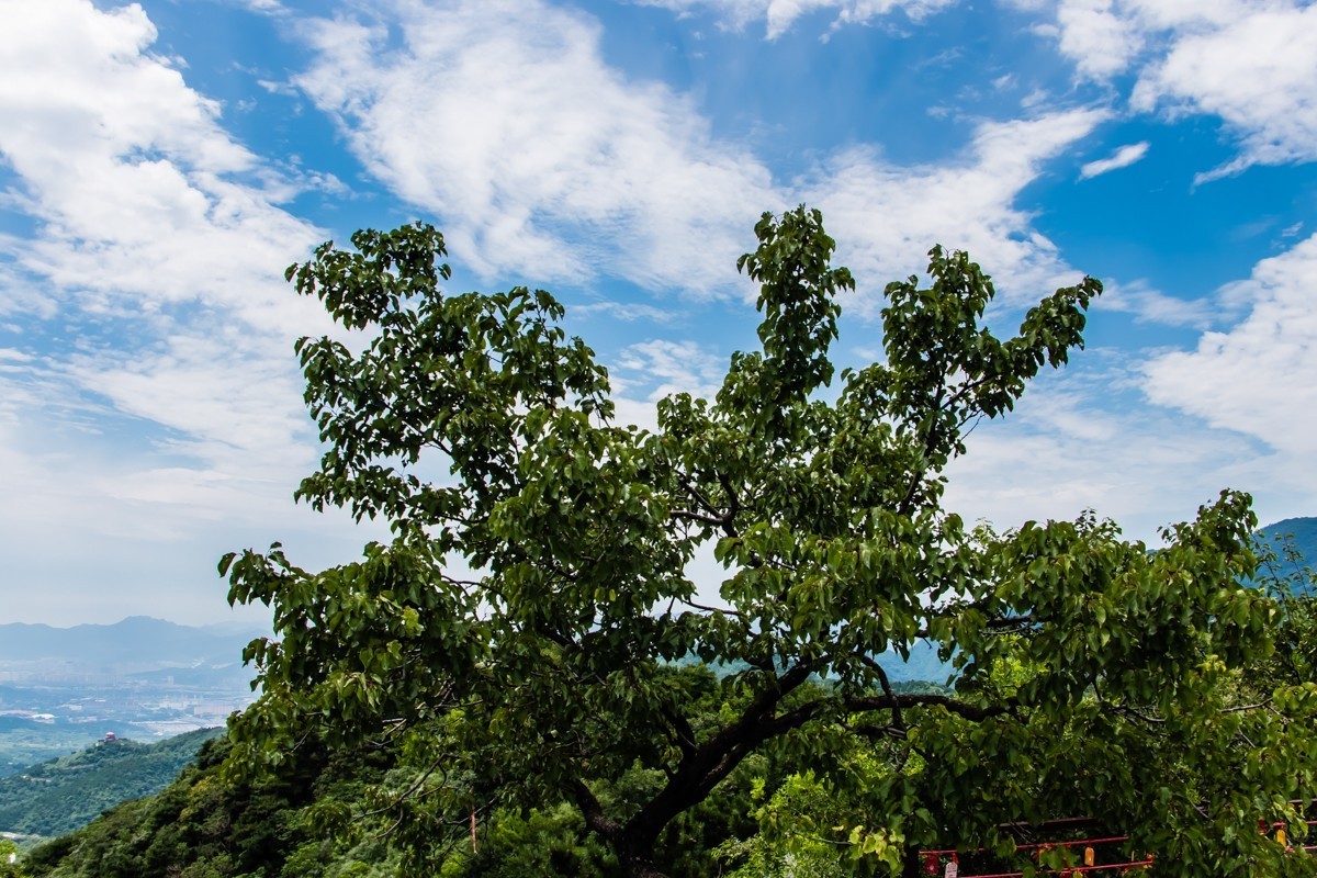 镜头里第1314号北京香山公园夏日美景八