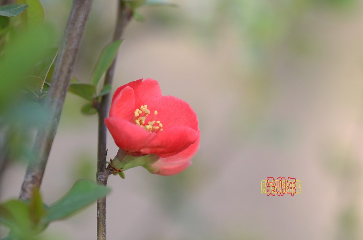 贴梗海棠 11【2023-0350】