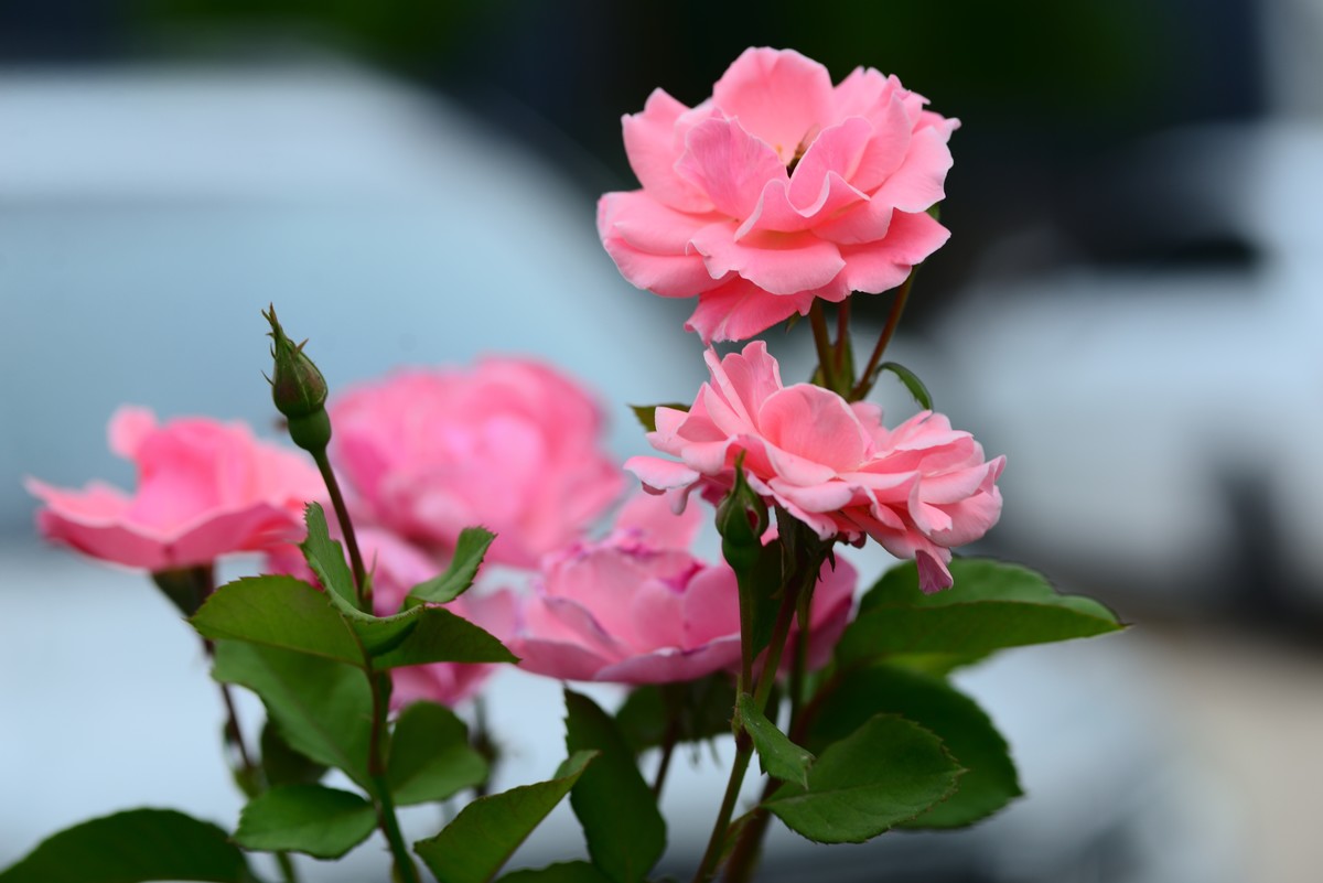 花亦有信月月开【4】