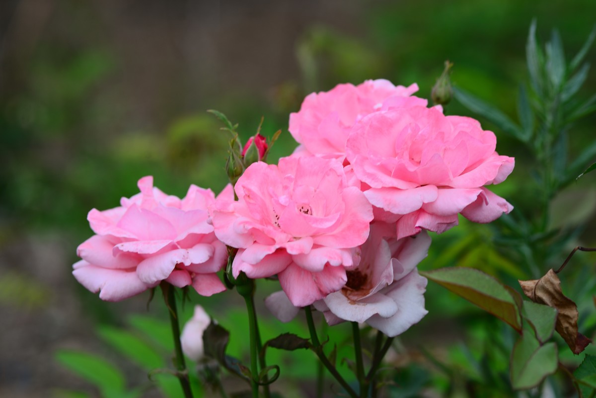 花亦有信月月开【4】