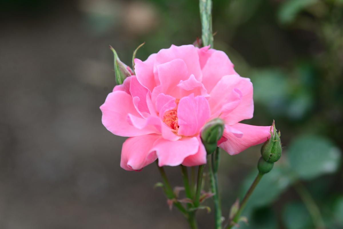 花亦有信月月开【4】