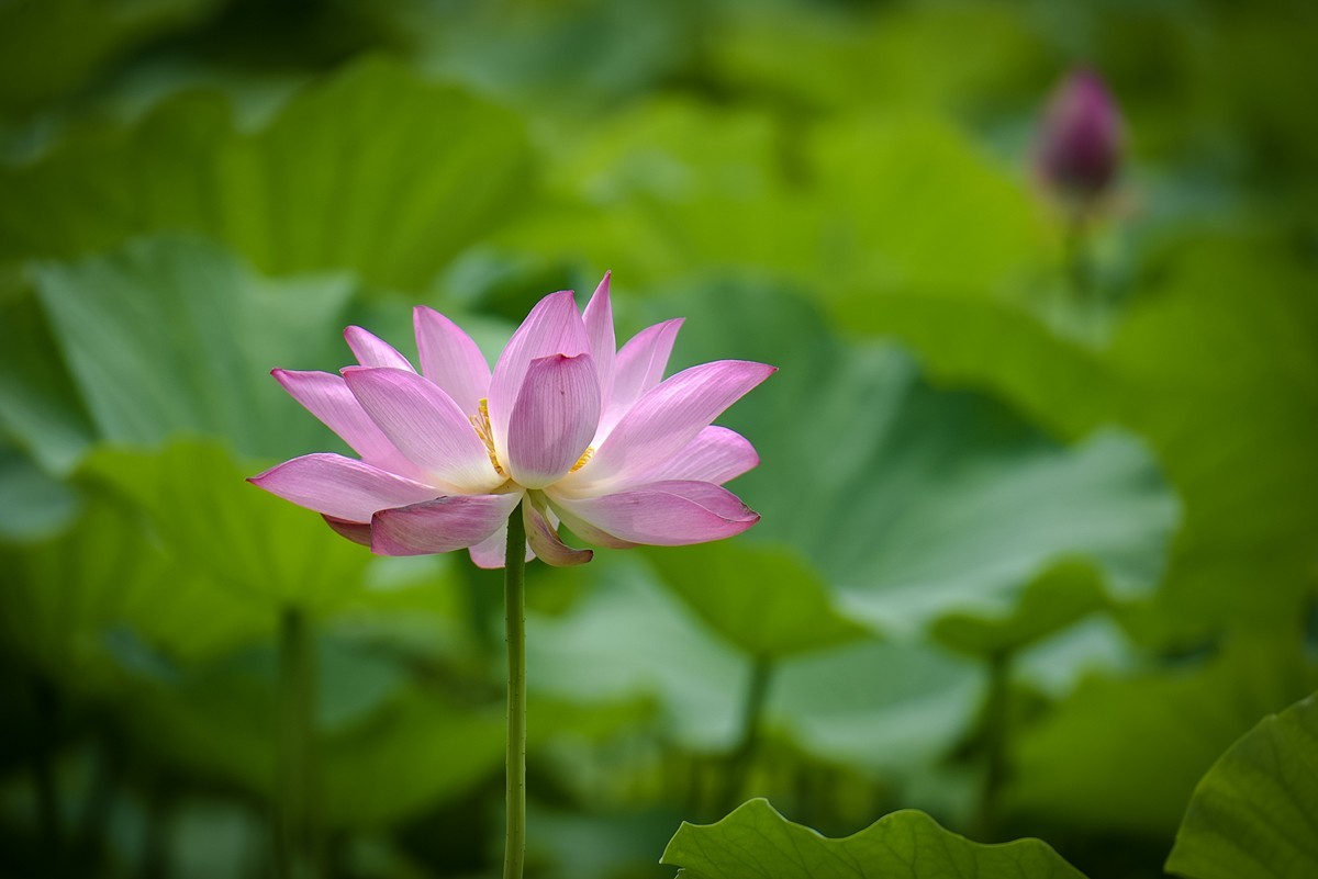 2023年第0651贴-公园荷花开（0901）