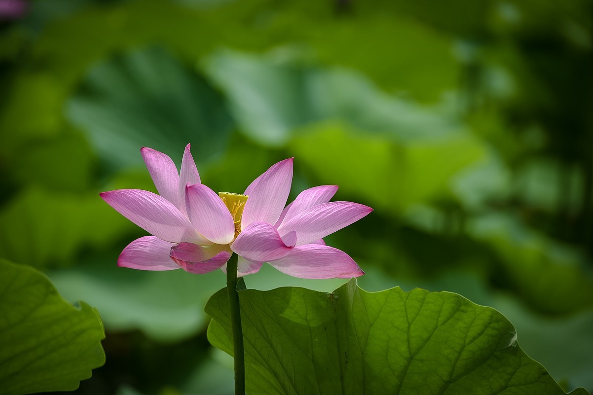 2023年第0651贴-公园荷花开（0901）