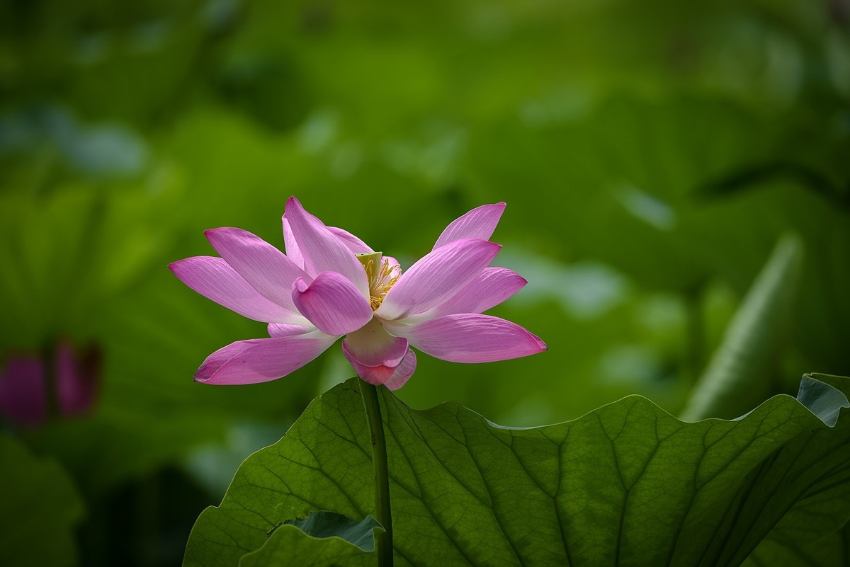 2023年第0651贴-公园荷花开（0901）