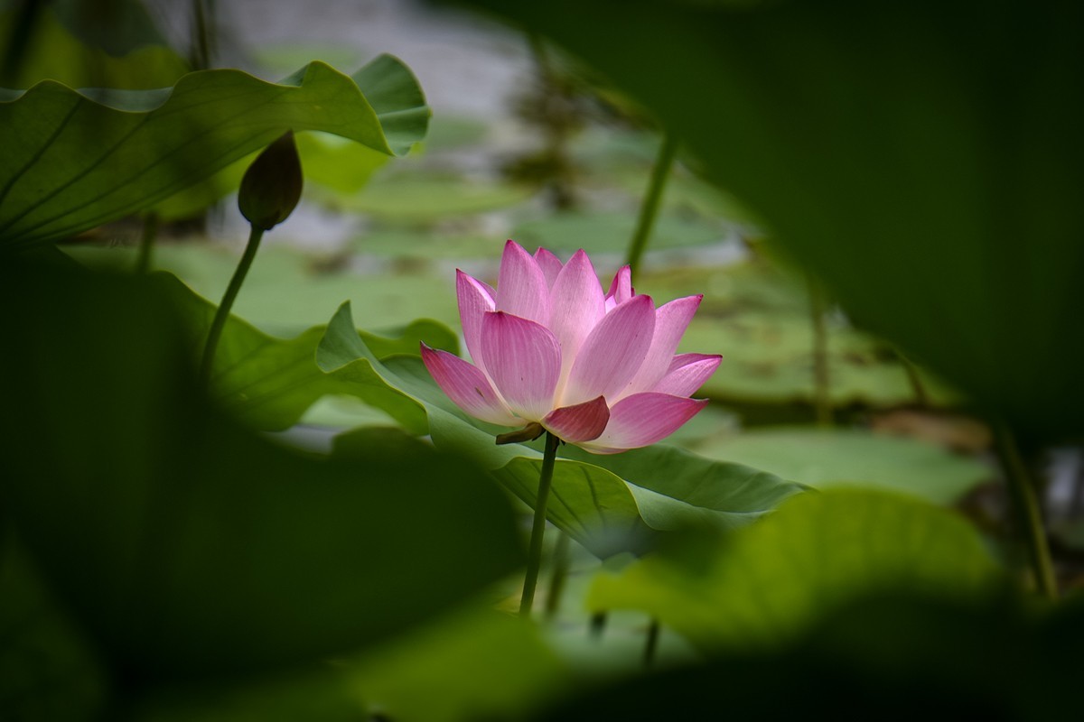 2023年第0651贴-公园荷花开（0901）