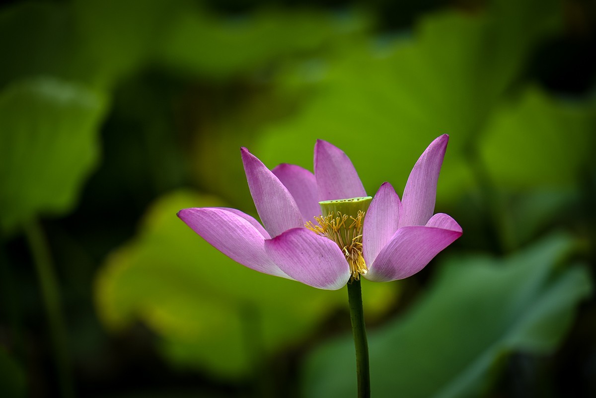 2023年第0651贴-公园荷花开（0901）