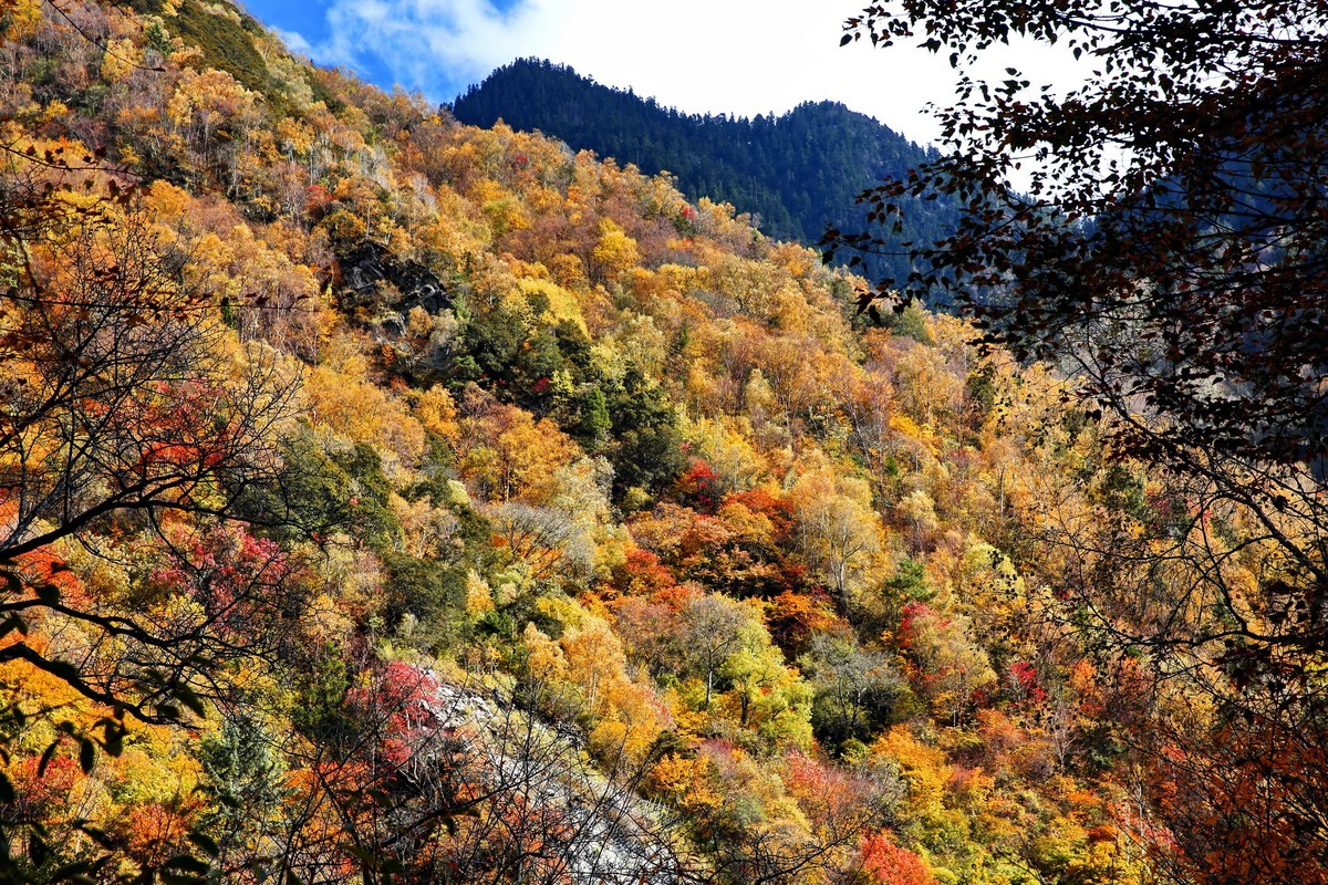川西高原--松坪沟