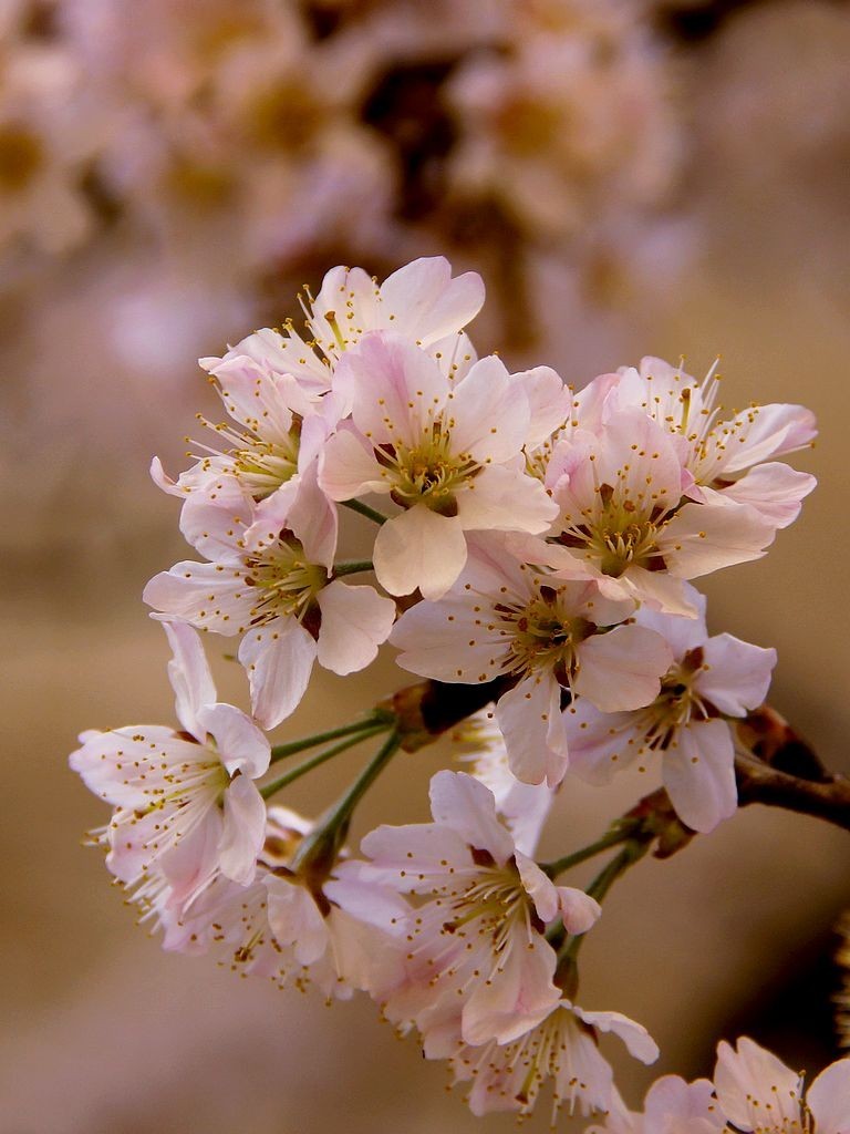 樱桃花=3