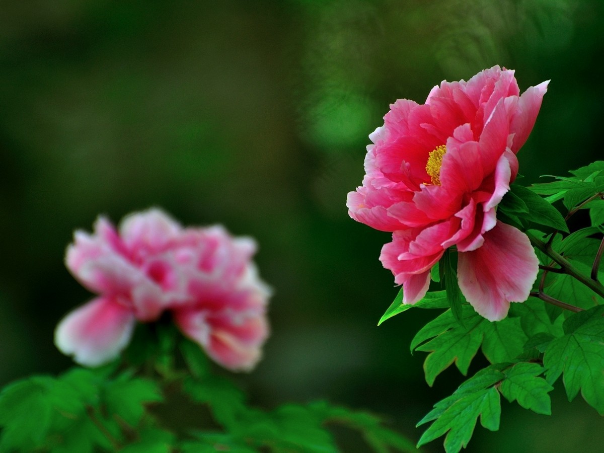 【视觉光影】 唯有牡丹真国色（7）