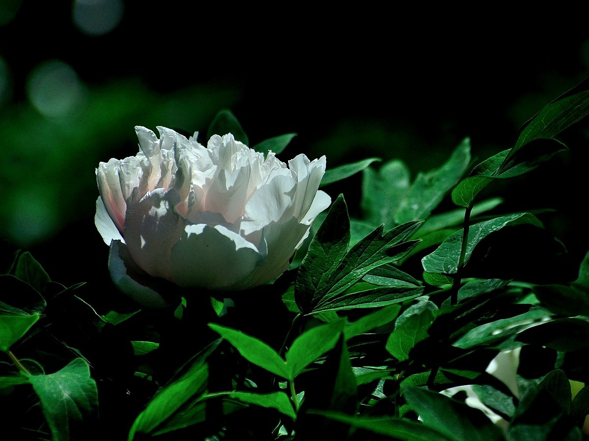 【视觉光影】 唯有牡丹真国色（7）