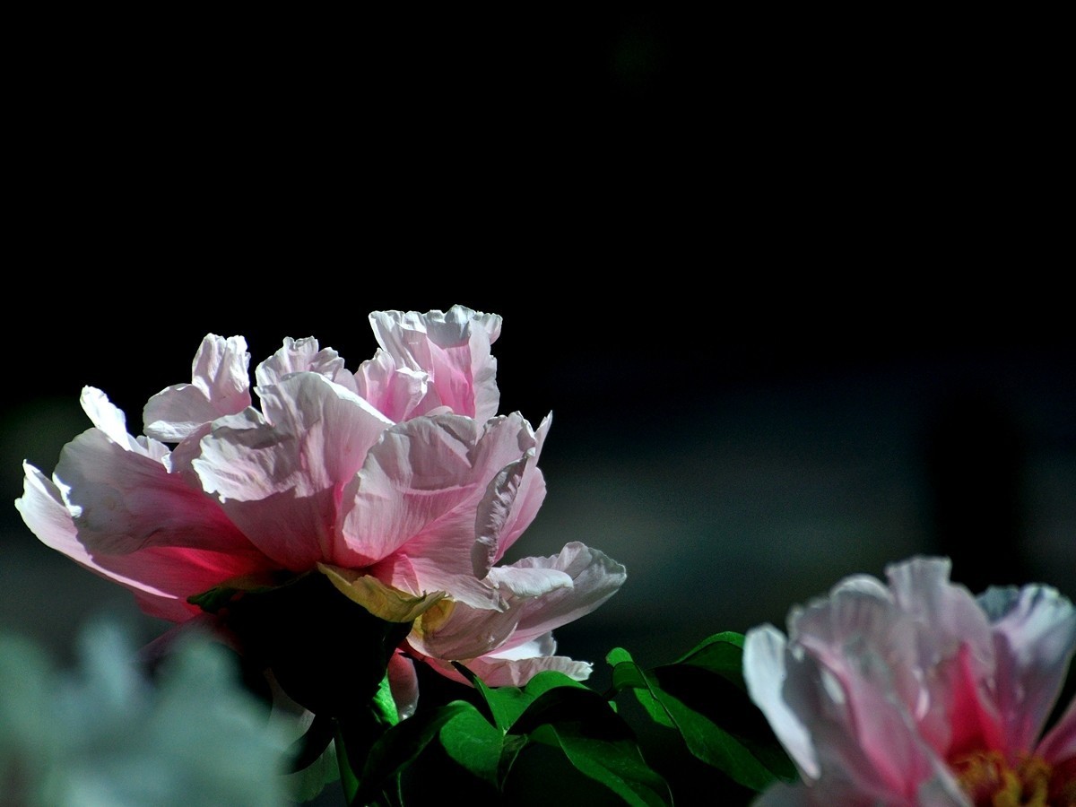 【视觉光影】 唯有牡丹真国色（7）