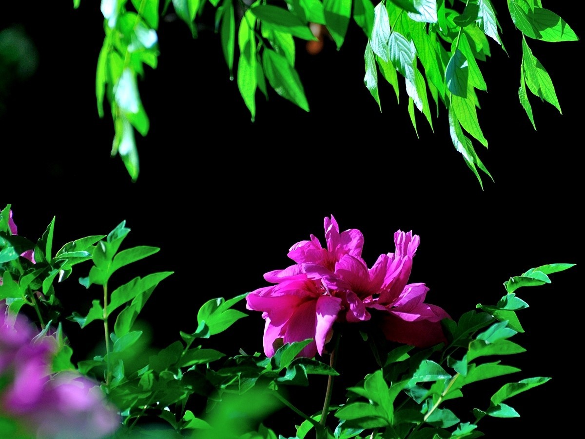 【视觉光影】 唯有牡丹真国色（7）