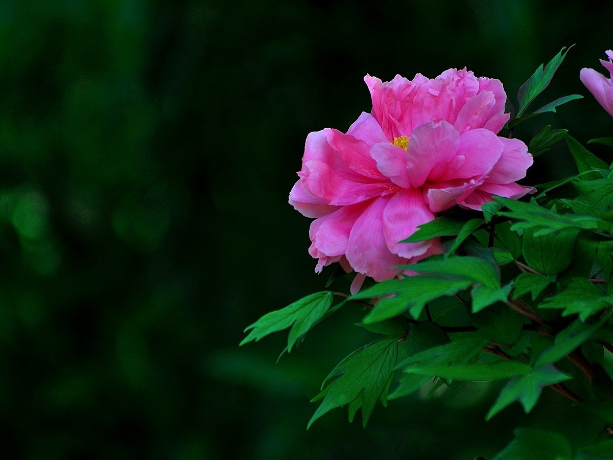 【视觉光影】 唯有牡丹真国色（7）